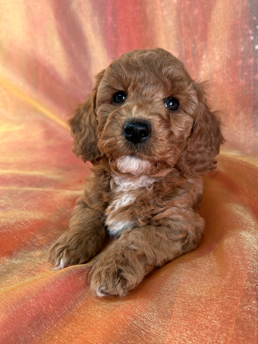 Dark Red Male F1b Bichon Poodle Puppy for Sale $950 DOB 11-6-2024